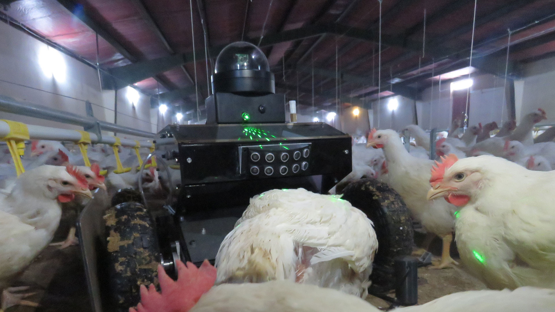 موبایل ربات ماکی من در فارم‌های پرورش طیور