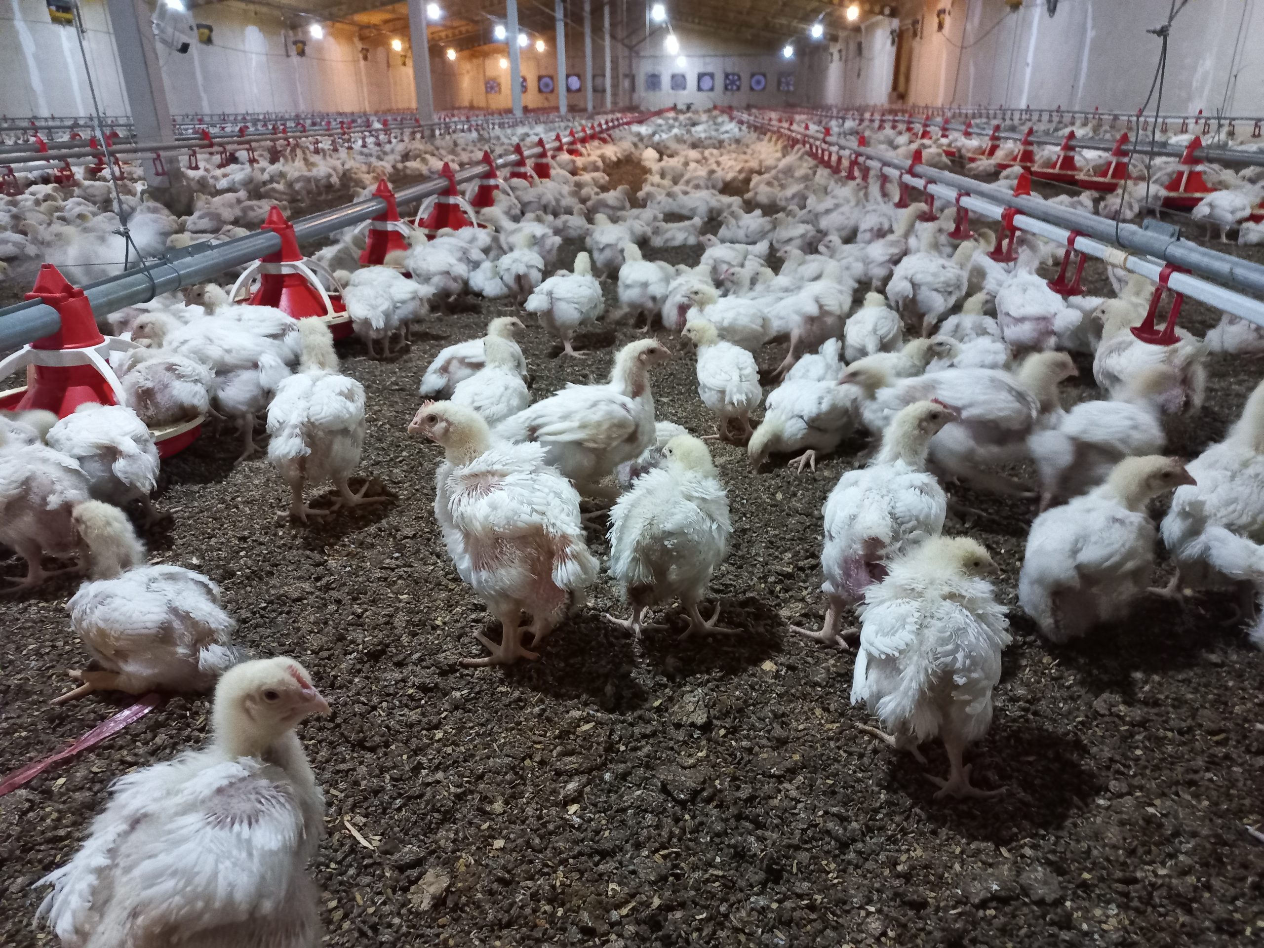 اهمیت داده در مرغداری و نقش آن در مدیریت گله