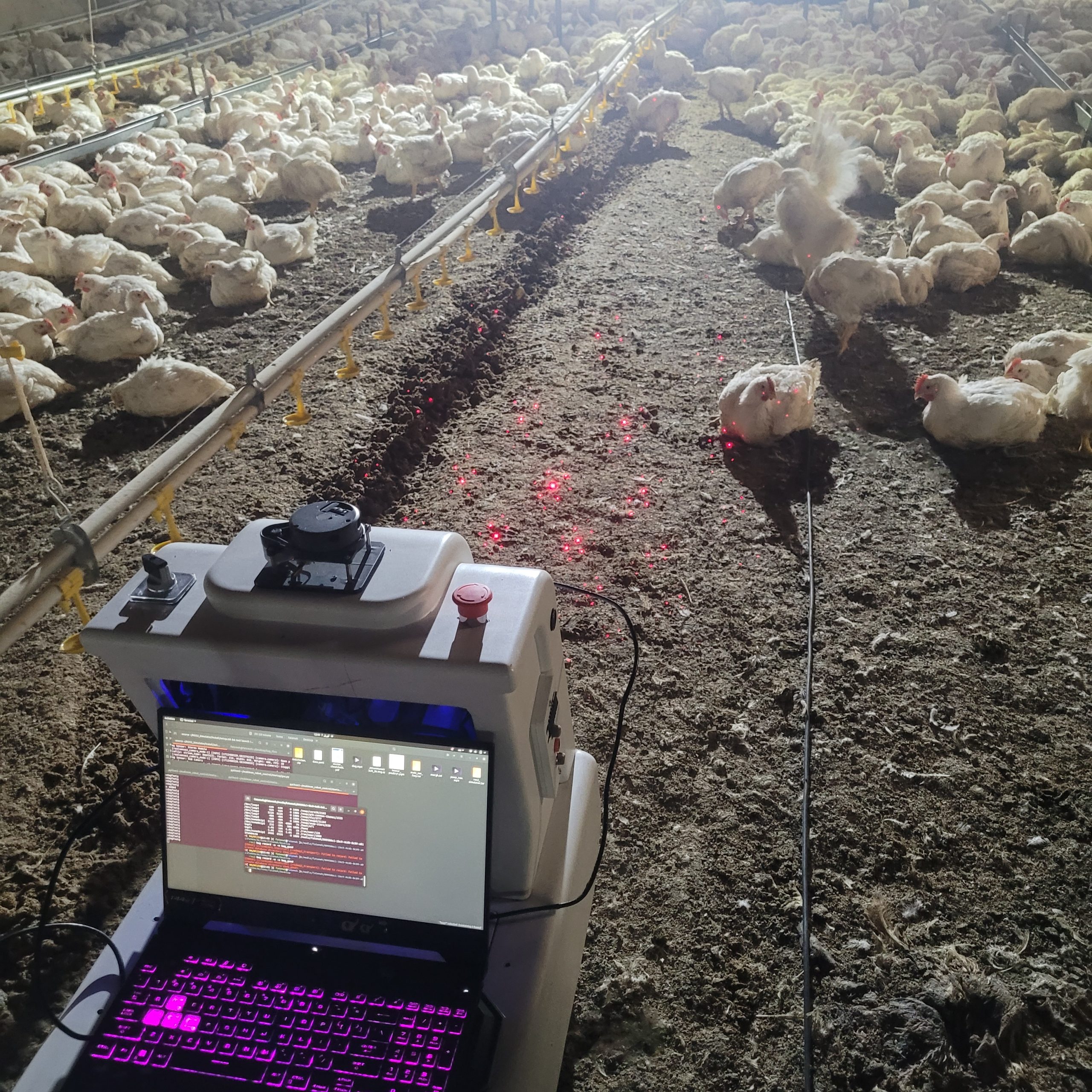 ربات مرغداری