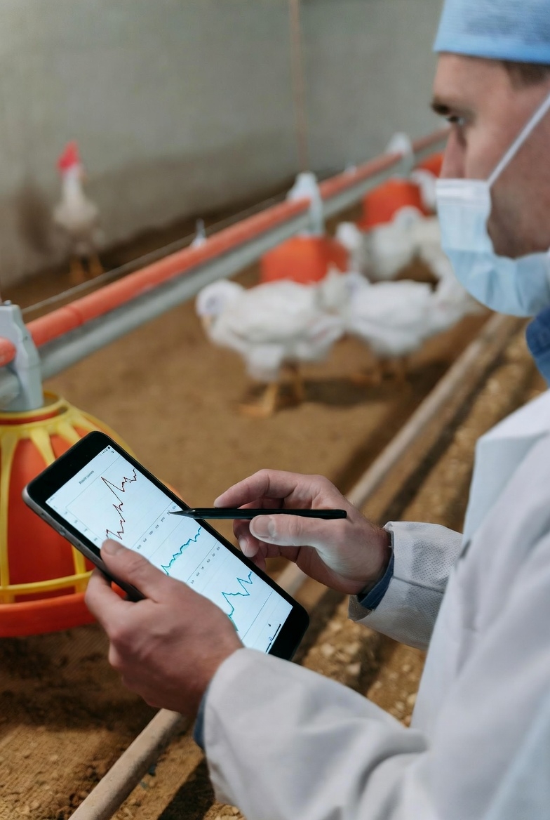  مداخله مدیریتی در پرورش مرغ گوشتی