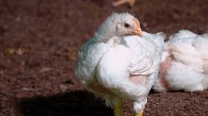 بهترین روشهای پرورش مرغ گوشتی در سالن مدرن