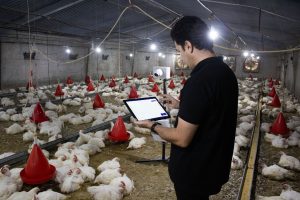 سیستم پایش سلامت طیور با هوش مصنوعی ماکیمن