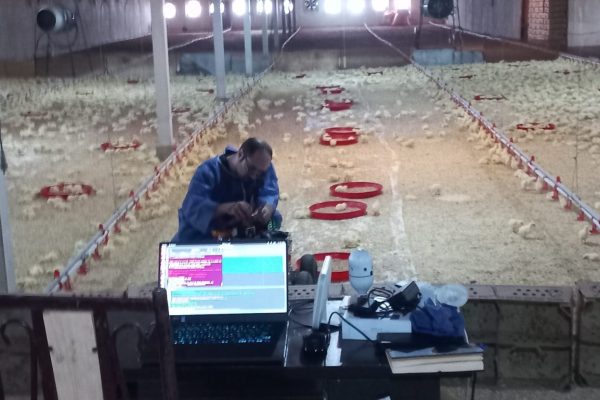 هوش مصنوعی در مرغداری